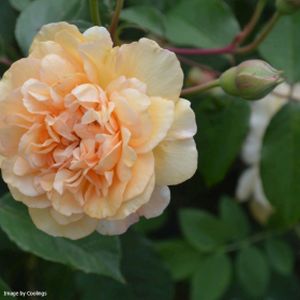 Rosa 'Buff Beauty' (Shrub) (AGM) 5L