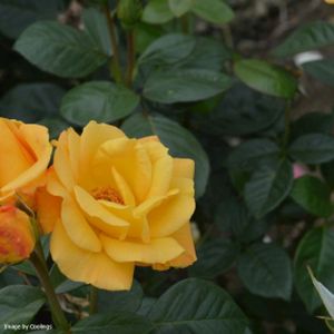 Rosa 'Arthur Bell' (Floribunda) (AGM) 5L