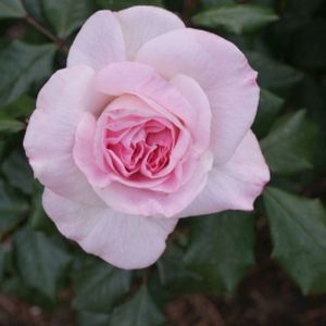 Rosa 'English Miss' (Floribunda) (AGM) 5