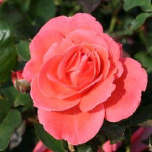 Rosa 'Happy Anniversary' (Floribunda) 5L