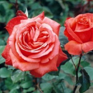 Rosa 'Lady Rose' (Hybrid Tea) 5L