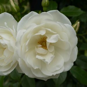 Rosa 'Margaret Merril' (Floribunda) 5L