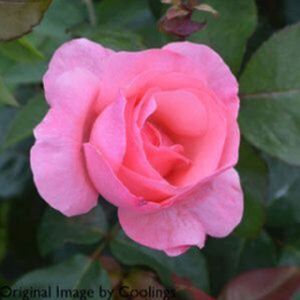 Rosa 'The Queen Elizabeth' (Floribunda) 5L