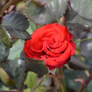 Rosa 'Ruby Wedding' (Hybrid Tea) 5L