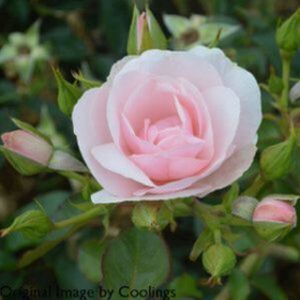 Rosa 'Many Happy Returns' (Floribunda) 5L
