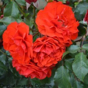 Rosa 'Remembrance' (Floribunda) 5L