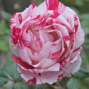 Rosa 'Scentimental' (Floribunda) 5L