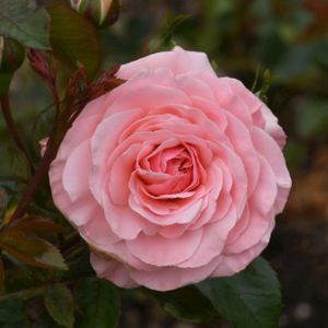 Rosa 'Sexy Rexy' (Floribunda) 5L