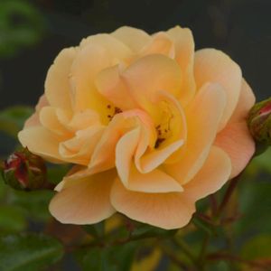 Rosa 'Flower Carpet Amber' (Ground Cover) 5L