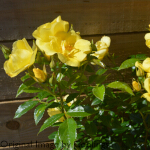 Rosa 'Flower Carpet Gold' (Ground Cover) 5L