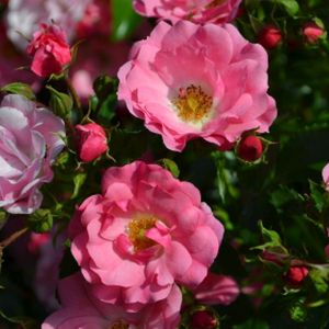 Rosa 'Pink Flower Carpet' (Ground Cover) (AGM) 5L