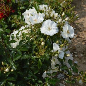 Rosa 'Flower Carpet White' (Ground Cover) 5L