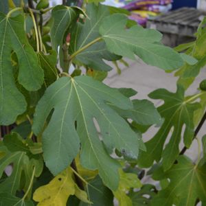 Fig Ficus carica 'Brunswick' 5L