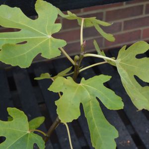 Fig Ficus carica 'White Marseilles' 5L