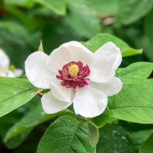 Magnolia sieboldii 10L