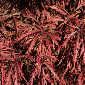 Acer palmatum var. dissectum 'Crimson Queen' 15L