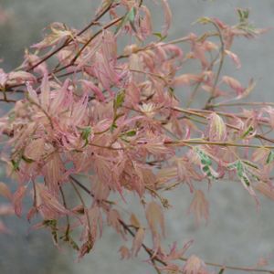 Acer palmatum 'Taylor' 50L