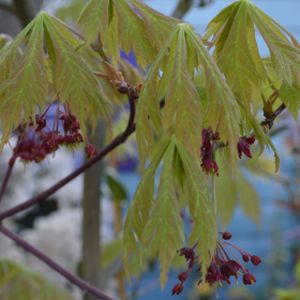 Acer japonicum 'Aconitifolium' (AGM) 3L