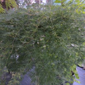 Acer palmatum var. dissectum 'Emerald Lace' 3L
