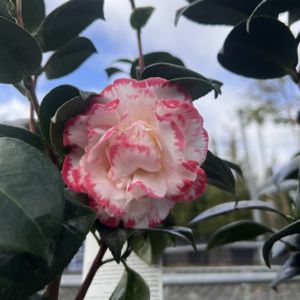 Camellia japonica 'Margaret Davis' 3L
