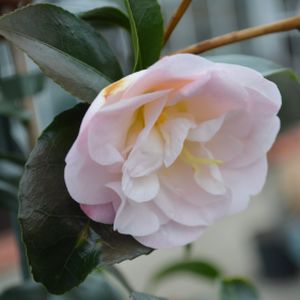 Camellia japonica 'Doctor Tinsley'  3L