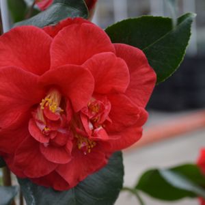 Camellia japonica 'Nagasaki' 3L