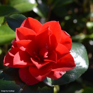 Camellia japonica 'Midnight' 3L