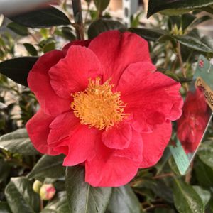 Camellia japonica 'Guilio Nuccio' (AGM) 3L