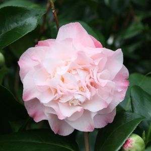 Camellia japonica 'Nuccio's Jewel' (AGM) 3L
