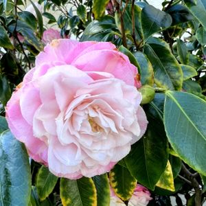 Camellia japonica 'Desire' 3L