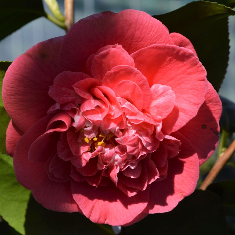 Camellia japonica 'R.L. Wheeler' (AGM) 3L