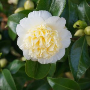Camellia japonica 'Nobilissima' 3L