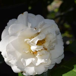 Camellia x williamsii 'E.T.R. Carlyon' (AGM) 5L