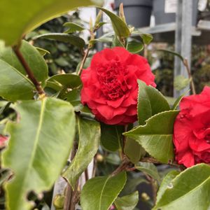 Camellia x williamsii 'Ruby Wedding' (AGM) 3L