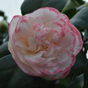 Camellia japonica 'Margaret Davis' 7.5L