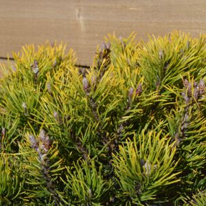 Pinus mugo 'Winter Gold' 130L