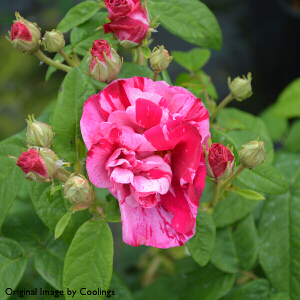 Rosa gallica 'Versicolor' (syn 'Mundi')