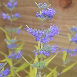 Caryopteris x clandonensis 'Worcester Gold' 3L