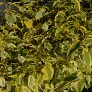 Cornus sericea 'Hedgerow's Gold' 3L