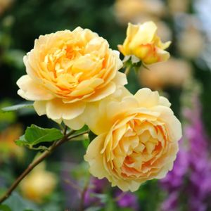 Rosa 'Golden Celebration' (Shrub) (AGM) 6L