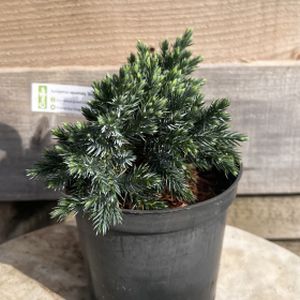 Juniperus squamata 'Blue Star' 1L
