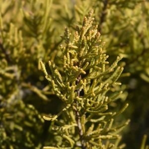 Juniperus x pfitzeriana 'Old Gold' 1L