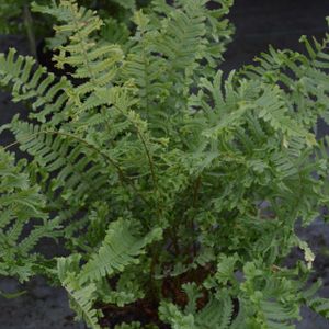 Dryopteris affinis 'Cristata' (syn 'The King') 2L