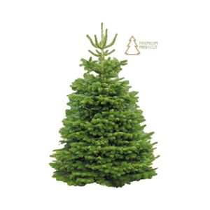 Cut Nordmann Fir Christmas Tree 250cm+ (8-9ft)