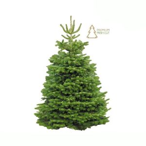 Cut Nordmann Fir Christmas Tree 300cm+ (10ft)