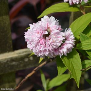 Deutzia x hybrida 'Pink Pompom' (syn. 'Rosea Plena') 3L