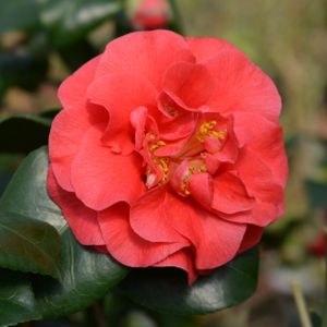Camellia japonica 'Lady Campbell' 3L