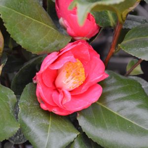 Camellia japonica 'Doctor King' 3L
