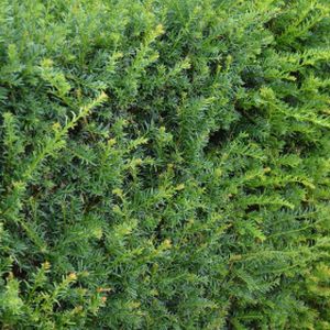 Yew Taxus baccata 5L