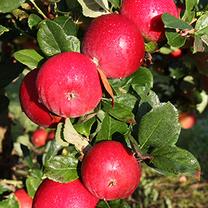 Apple Malus 'Red Devil' (M27) Bush 12L
